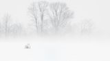 Andrew Mclachlan/Siena International Photo Awards