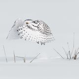 Milo Angelo Ramella/Siena International Photo Awards