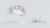 Milo Angelo Ramella/Siena International Photo Awards