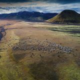 Schafherde im Tal von Helliskvisl