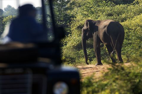 Elefant im Yala Nationalpark