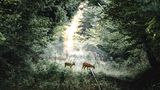 Rehe, Ringelsteiner Wald