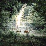 Rehe, Ringelsteiner Wald