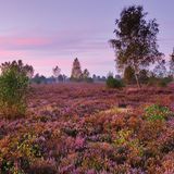 Reicherskreuzer Heide
