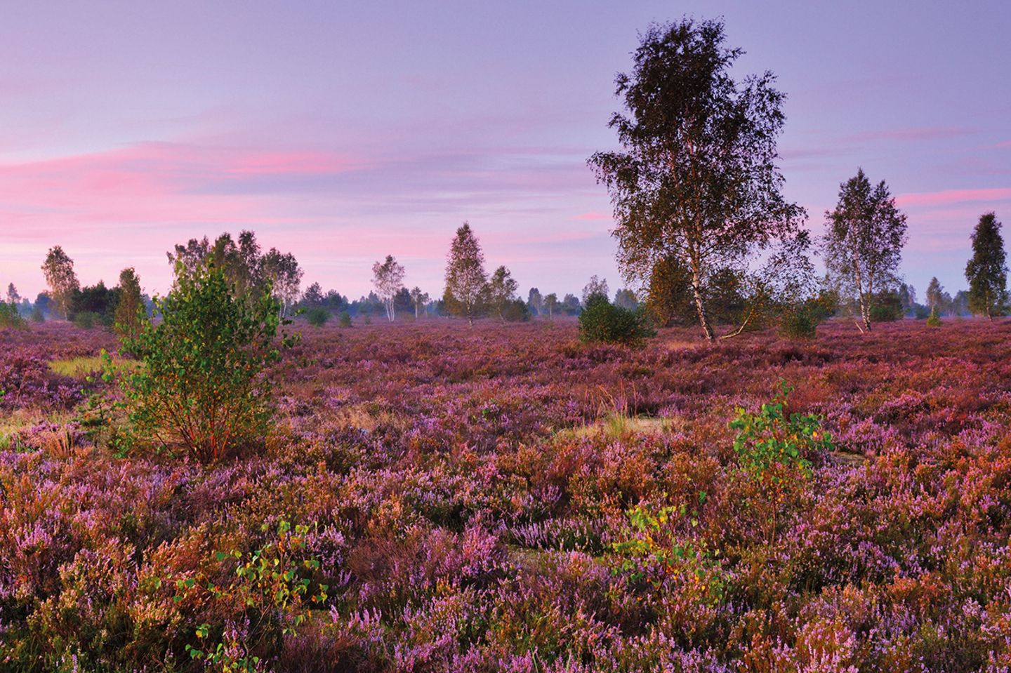 Reicherskreuzer Heide