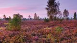 Reicherskreuzer Heide
