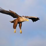 Seeadler