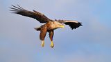 Seeadler