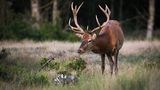 Hirsch