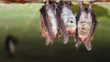 Bechsteinfledermaus