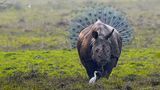 Kallol Mukherjee / Comedy Wildlife Photography Awards 2018