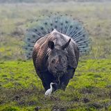 Kallol Mukherjee / Comedy Wildlife Photography Awards 2018