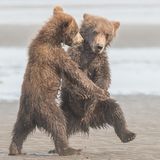 Michael Watts / Comedy Wildlife Photography Awards 2018