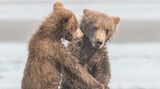 Michael Watts / Comedy Wildlife Photography Awards 2018