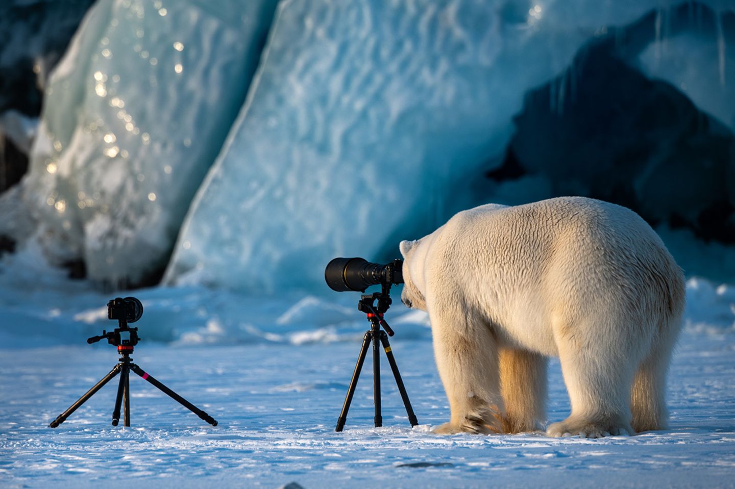 Roie Galitz / Comedy Wildlife Photography Awards 2018
