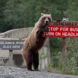 Jonathan Irish / Comedy Wildlife Photography Awards 2018