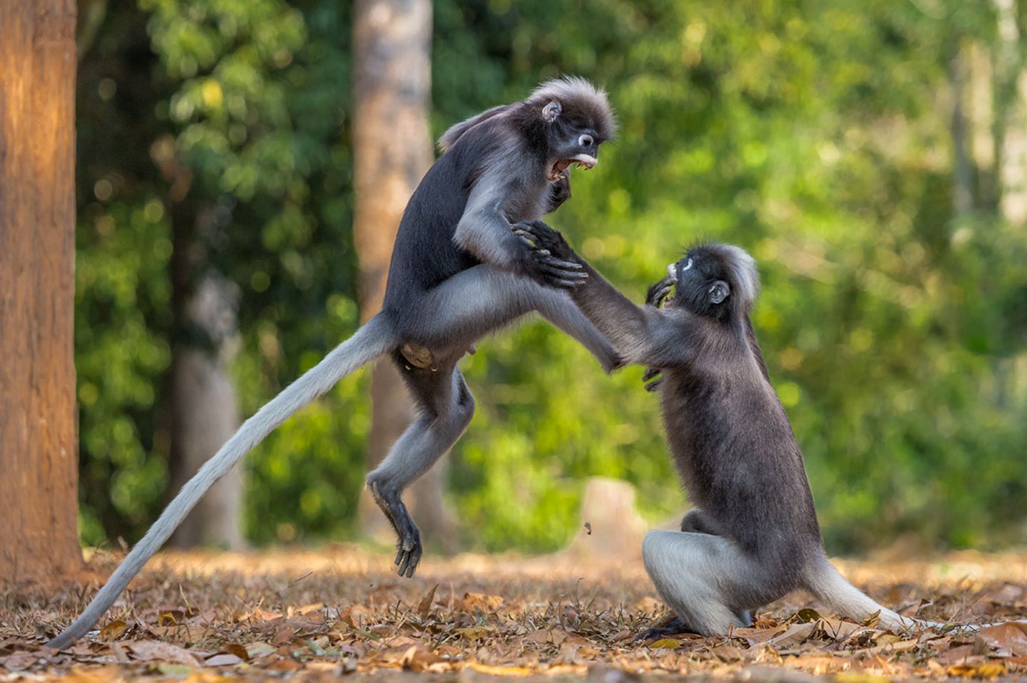 Savvi Sergey / Comedy Wildlife Photography Awards 2018