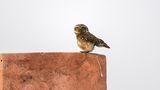 Arshdeep Singh / Comedy Wildlife Photography Awards 2018
