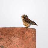 Arshdeep Singh / Comedy Wildlife Photography Awards 2018