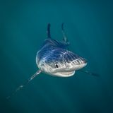 Tanya Houppermans / Comedy Wildlife Photography Awards 2018