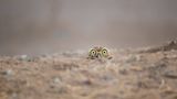 Shane Keena / Comedy Wildlife Photography Awards 2018