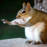 Mary McGowan / Comedy Wildlife Photography Awards 2018