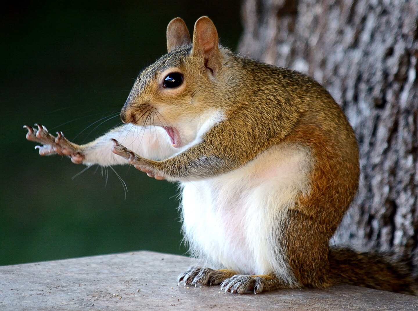 Mary McGowan / Comedy Wildlife Photography Awards 2018