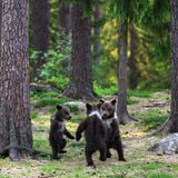 Valtteri Mulkahainen / Comedy Wildlife Photography Awards 2018