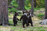 Valtteri Mulkahainen / Comedy Wildlife Photography Awards 2018