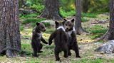 Valtteri Mulkahainen / Comedy Wildlife Photography Awards 2018