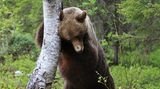 Valtteri Mulkahainen / Comedy Wildlife Photography Awards 2018
