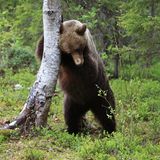 Valtteri Mulkahainen / Comedy Wildlife Photography Awards 2018