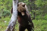 Valtteri Mulkahainen / Comedy Wildlife Photography Awards 2018