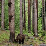 Valtteri Mulkahainen / Comedy Wildlife Photography Awards 2018
