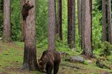 Valtteri Mulkahainen / Comedy Wildlife Photography Awards 2018