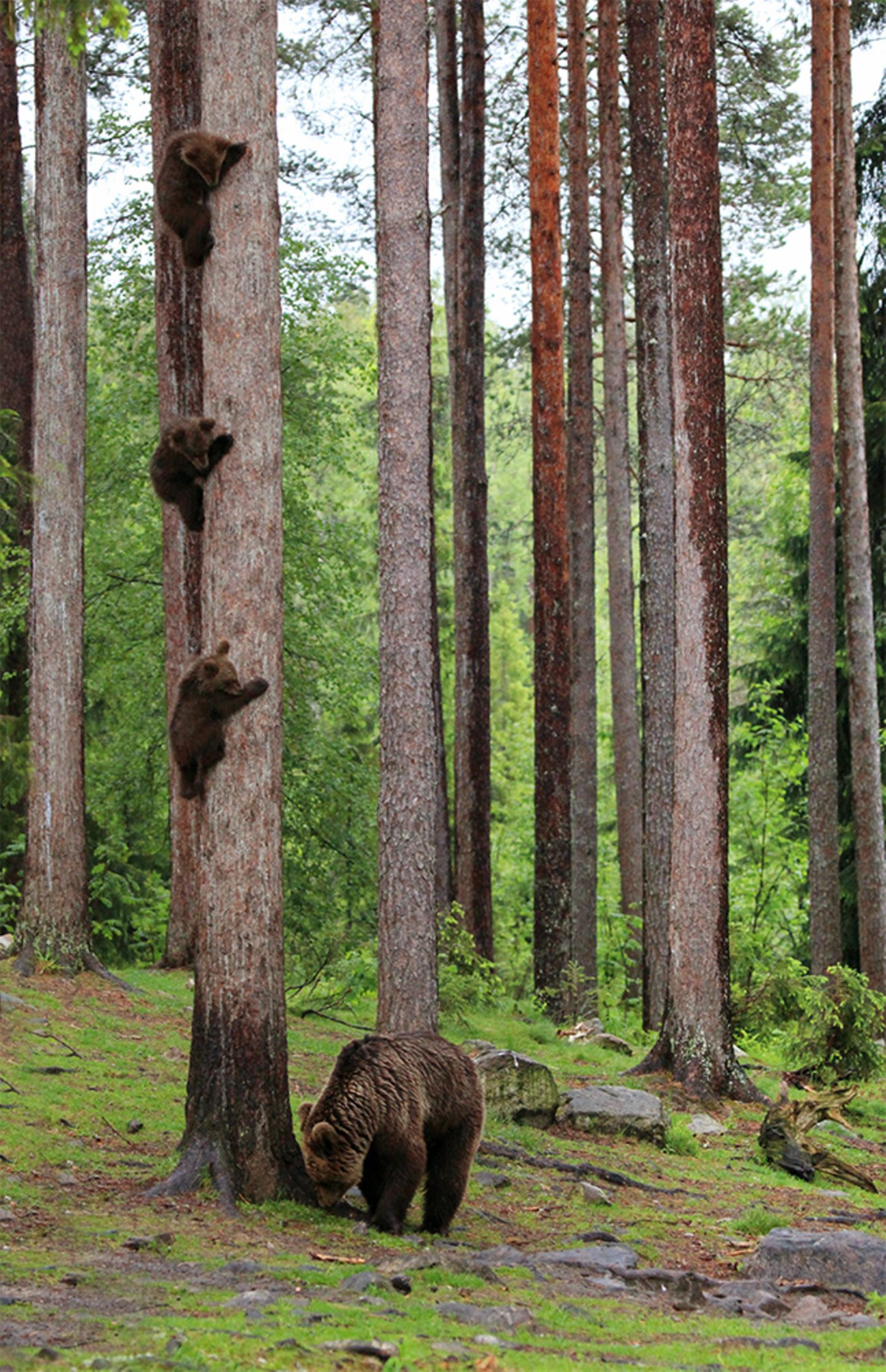 Valtteri Mulkahainen / Comedy Wildlife Photography Awards 2018