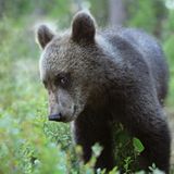 Valtteri Mulkahainen / Comedy Wildlife Photography Awards 2018