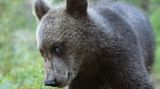 Valtteri Mulkahainen / Comedy Wildlife Photography Awards 2018