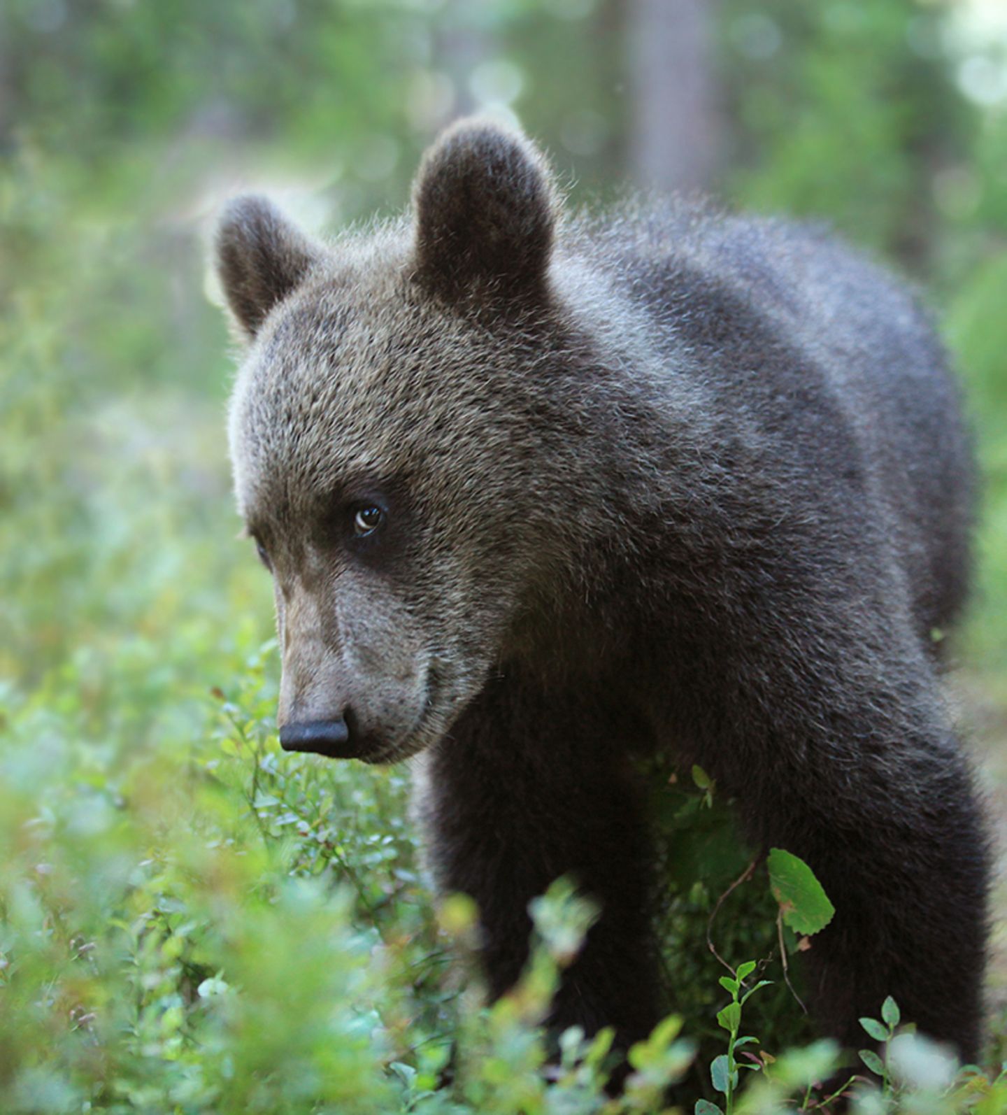 Valtteri Mulkahainen / Comedy Wildlife Photography Awards 2018