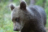 Valtteri Mulkahainen / Comedy Wildlife Photography Awards 2018