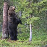 Valtteri Mulkahainen / Comedy Wildlife Photography Awards 2018