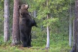 Valtteri Mulkahainen / Comedy Wildlife Photography Awards 2018