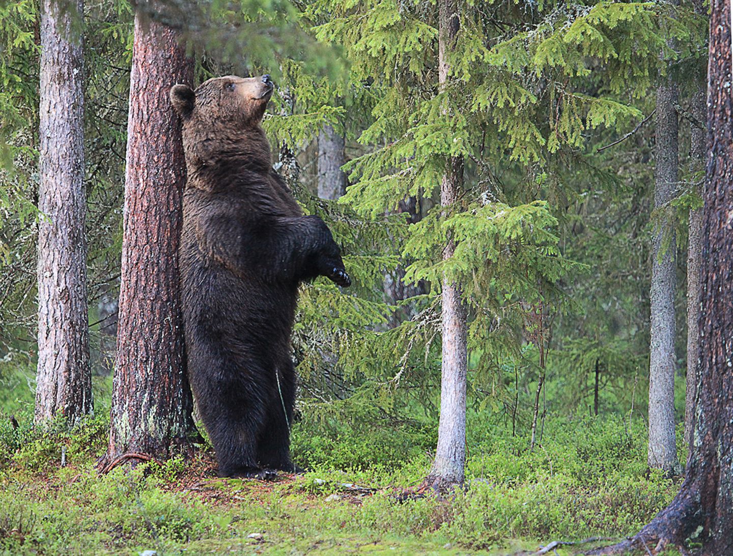 Valtteri Mulkahainen / Comedy Wildlife Photography Awards 2018