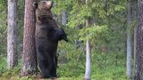 Valtteri Mulkahainen / Comedy Wildlife Photography Awards 2018