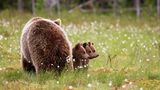 Valtteri Mulkahainen / Comedy Wildlife Photography Awards 2018