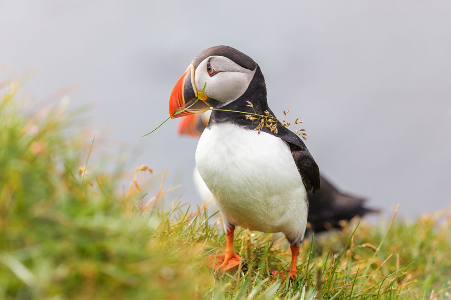 GEO Leserfoto: Die besten Leserfotos: November 2018 - Bild 13 Papageientaucher, Island