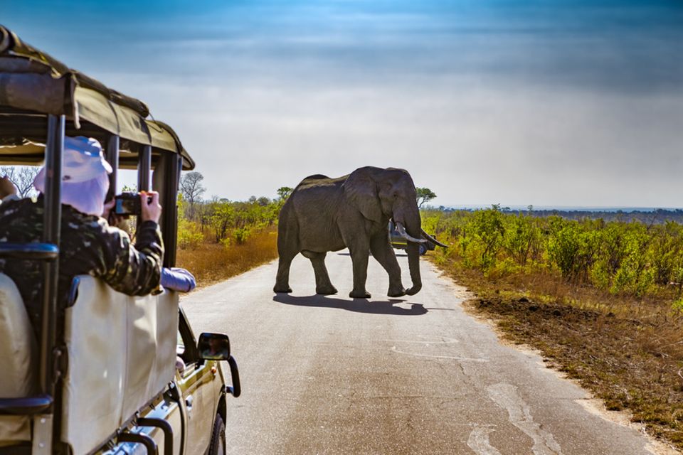 Safari in Südafrika