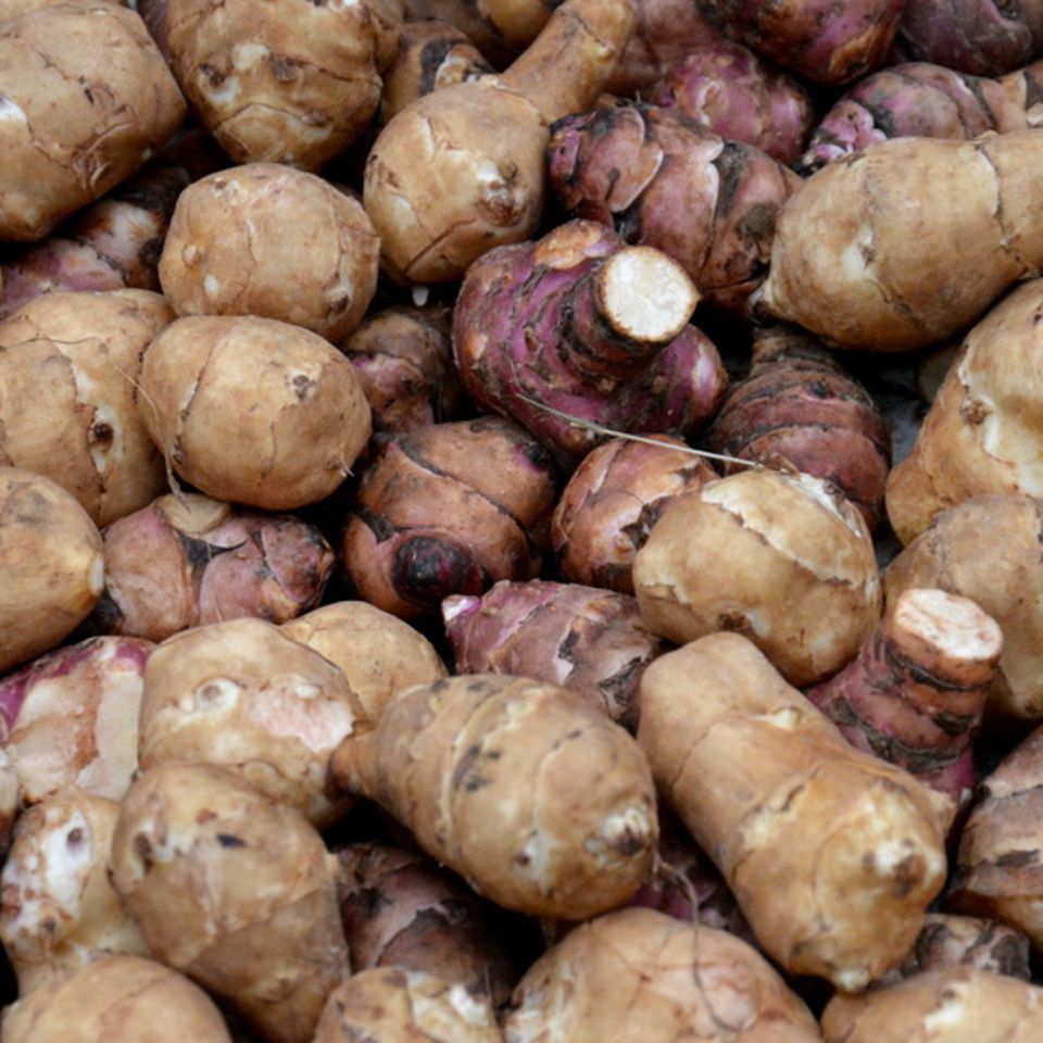 Wurzeln