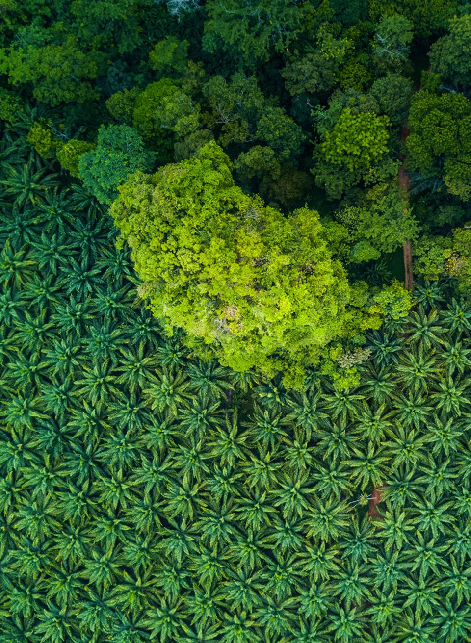 Palmölplantagen auf Borneo