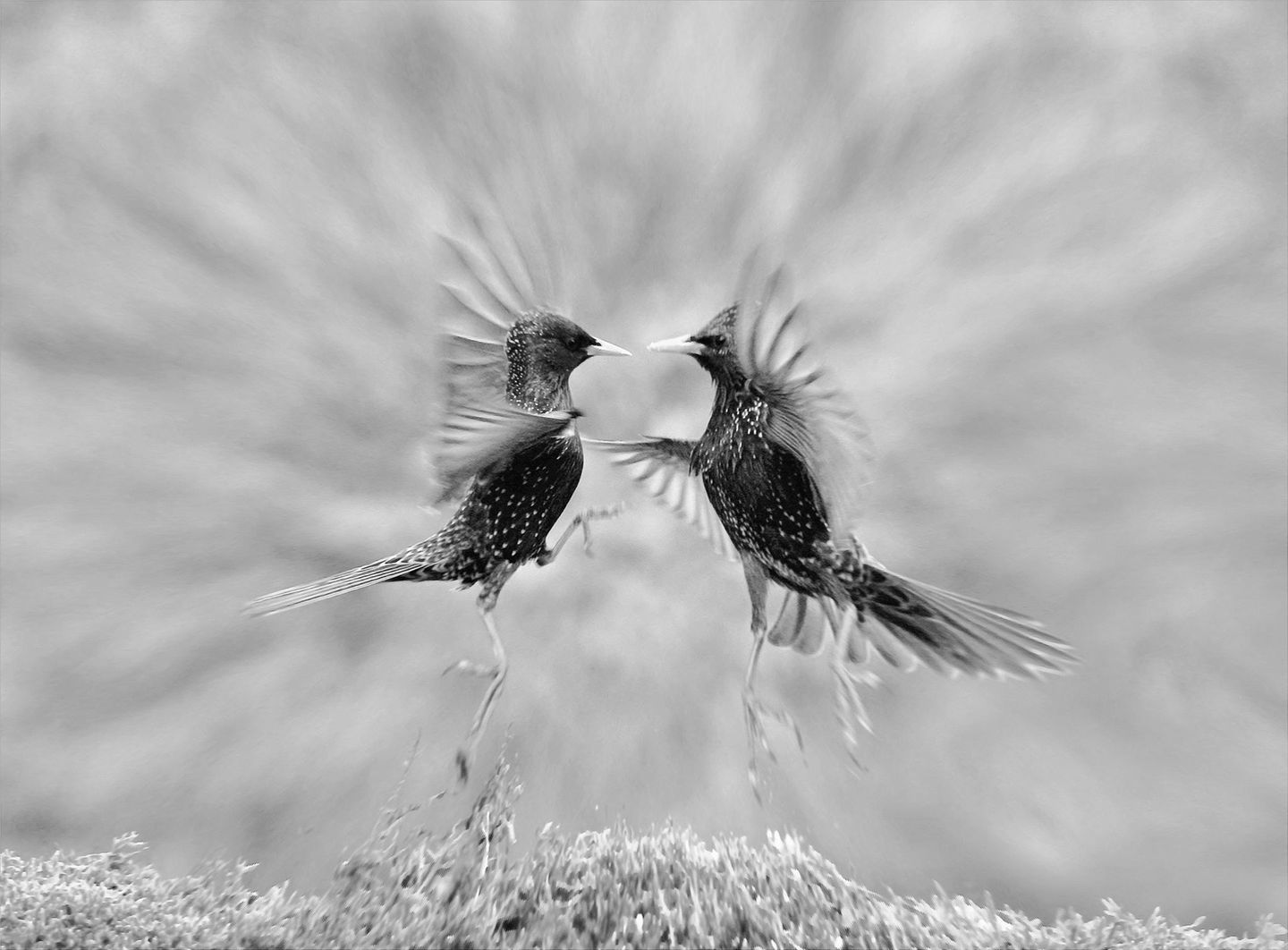Ballett der Stare